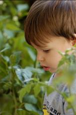 Boy with tomato plants
