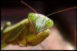 Praying Mantis