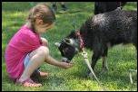 Girl feeding goat