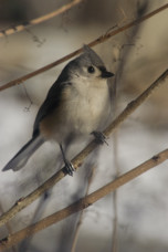 Tufted titmouse