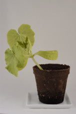 Pumpkin seedling